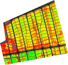 Orthomosaic NDVI map of a pineapple farm taken with near infrared camera
